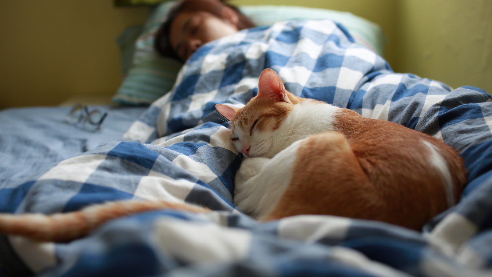 Dreamland Why Cats Love Their Beauty Sleep