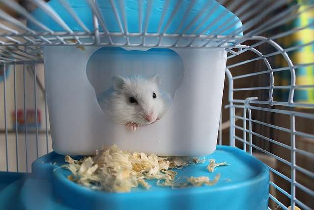 How Much is a Hamster Cage