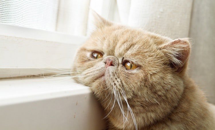 cat-in-the-window