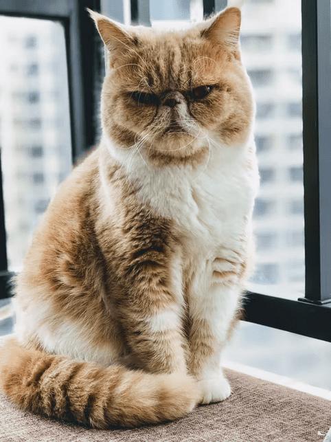 What Breed If Cat Is Grumpy Cat-WildCreaturey