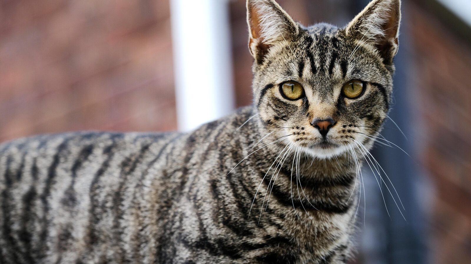 Striped Secrets: Unraveling the Origin of Tabby Cats