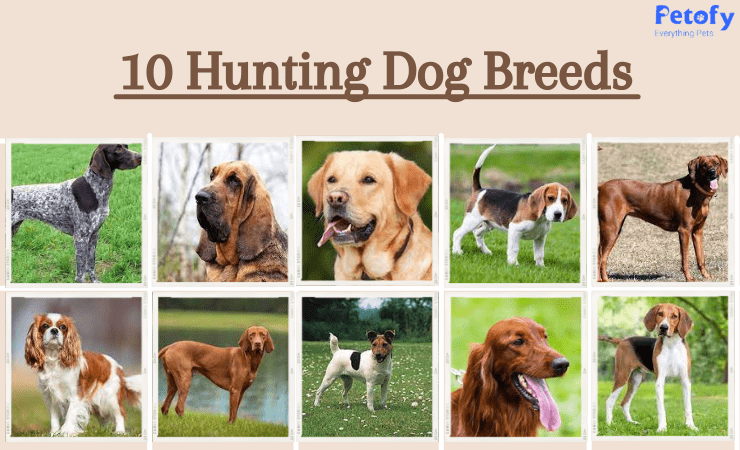10 Best Dog Breeds for Hunting-WildCreaturey