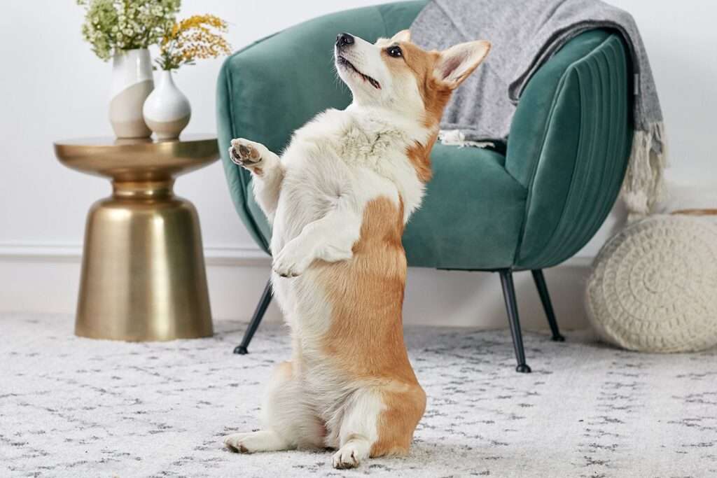 10 Easy and Fun Dog Tricks to Train Your Dog-WildCreaturey