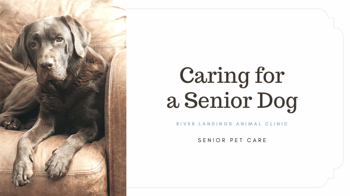 10 Tips for Taking Care of a Senior Dog-WildCreaturey