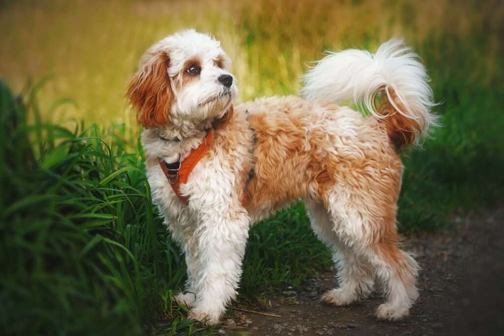 11 Mixed-Breed Dogs for Those Who Can't Decide on Just One Breed-WildCreaturey