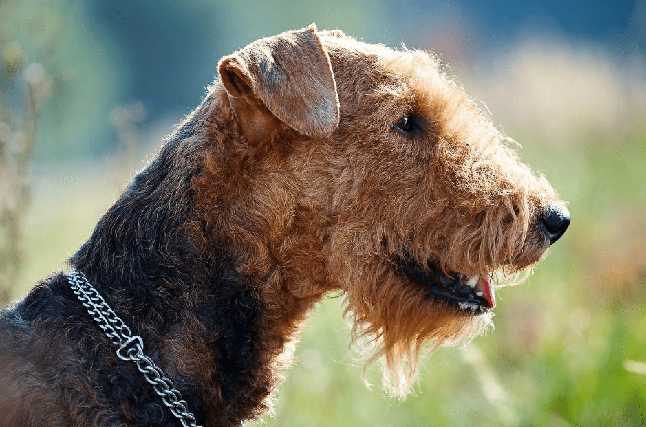 11 Terrier Dog Breeds-WildCreaturey
