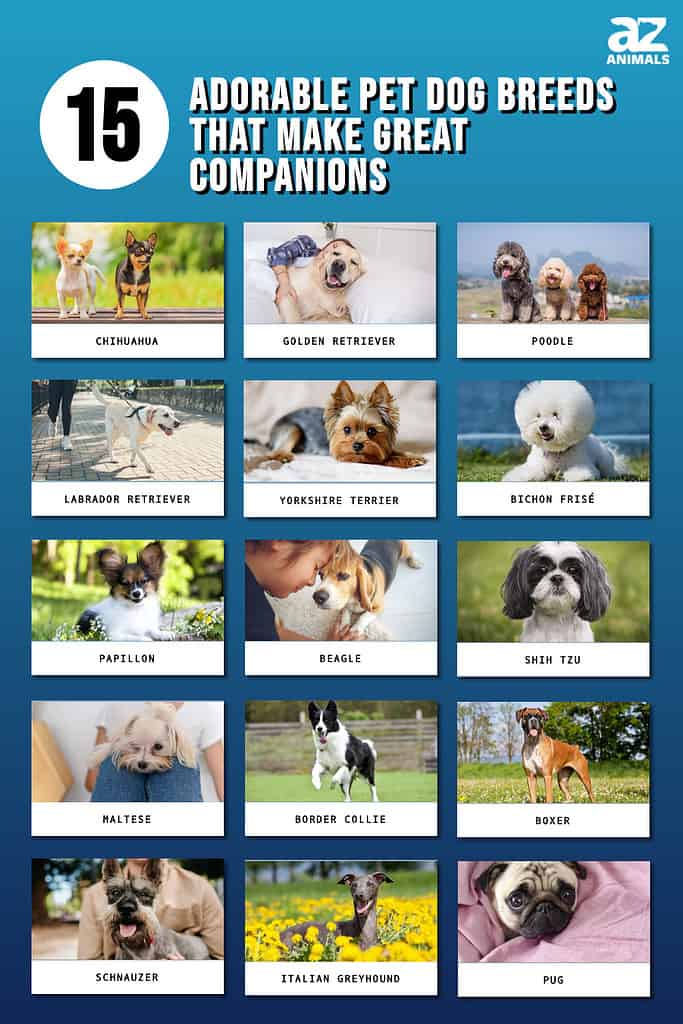12 Best Breeds to Be Companion Dogs-WildCreaturey