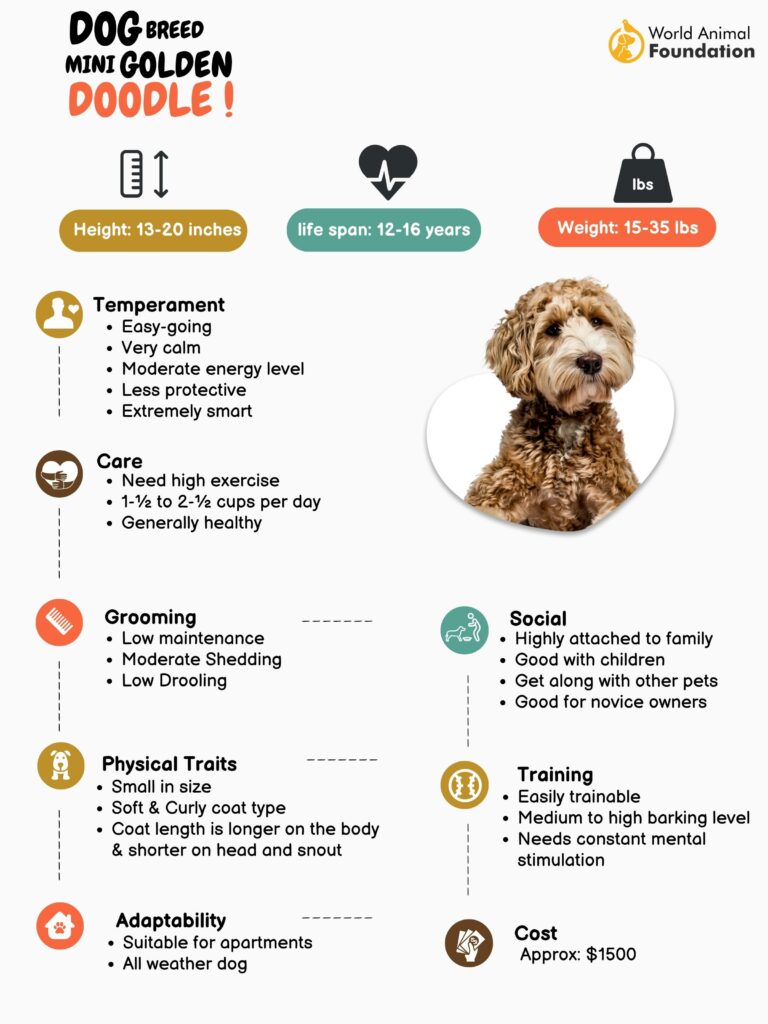 12 Facts About the Goldendoodle-WildCreaturey