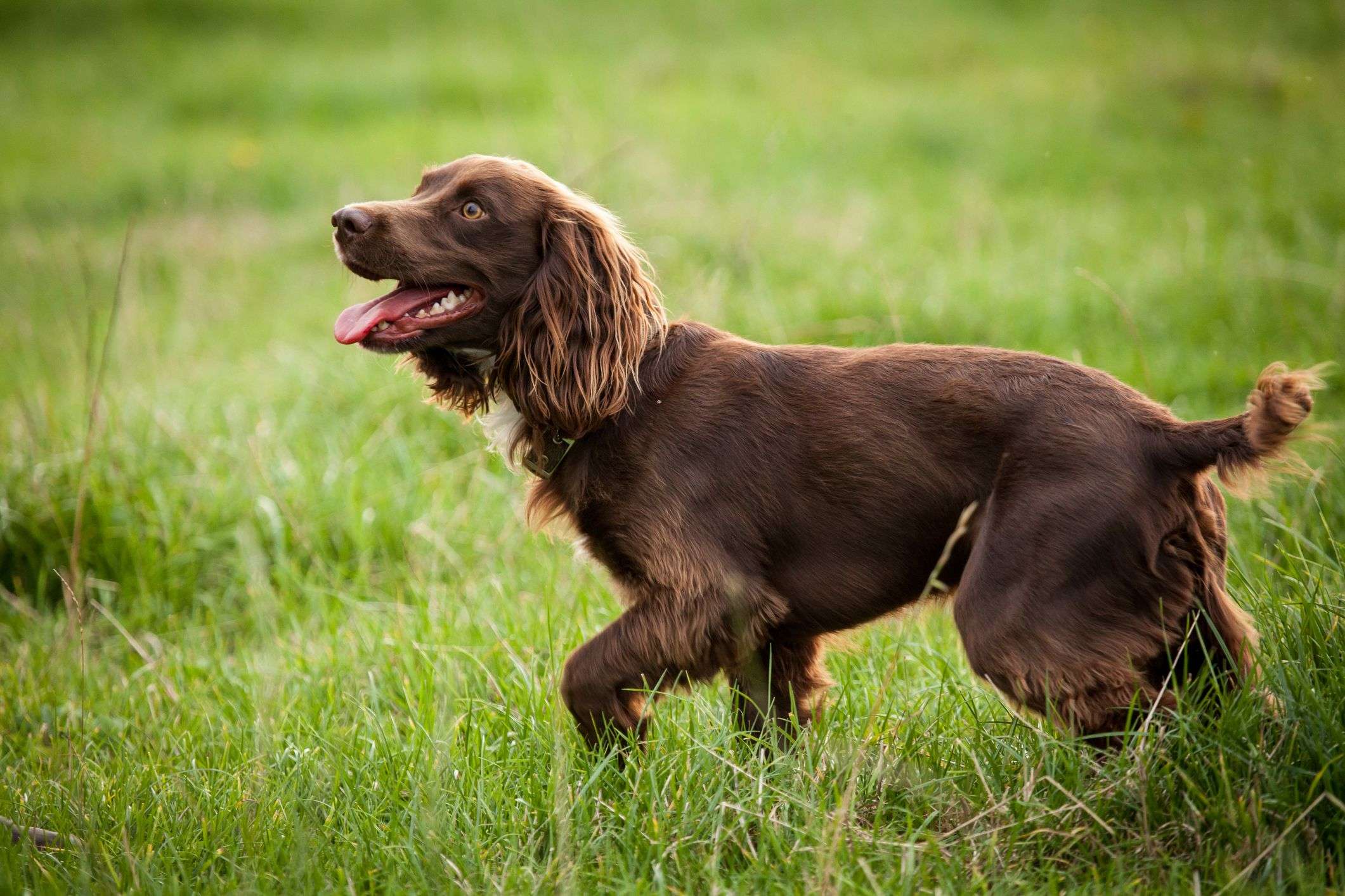 14 Spaniel Dog Breeds for Canine Lovers-WildCreaturey