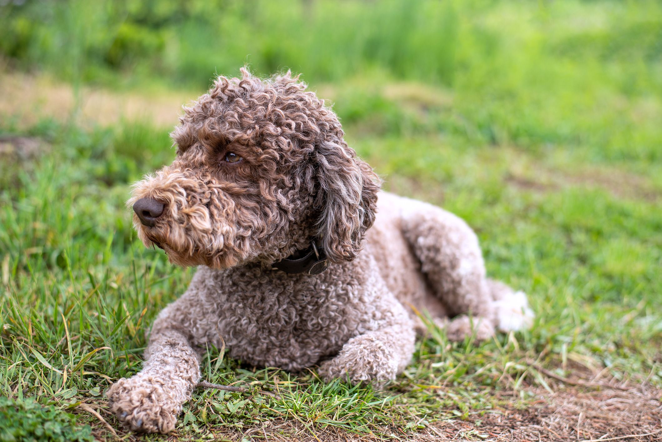 15 Cute Dog Breeds With Curly Hair-WildCreaturey