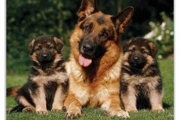 15 Dogs That Look Like German Shepherds-WildCreaturey
