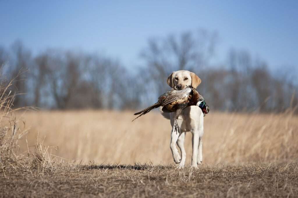 16 Bird Dog Breeds for Avid Hunters-WildCreaturey