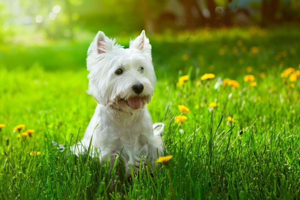 25 Hypoallergenic Dog Breeds for Anyone With Allergies-WildCreaturey