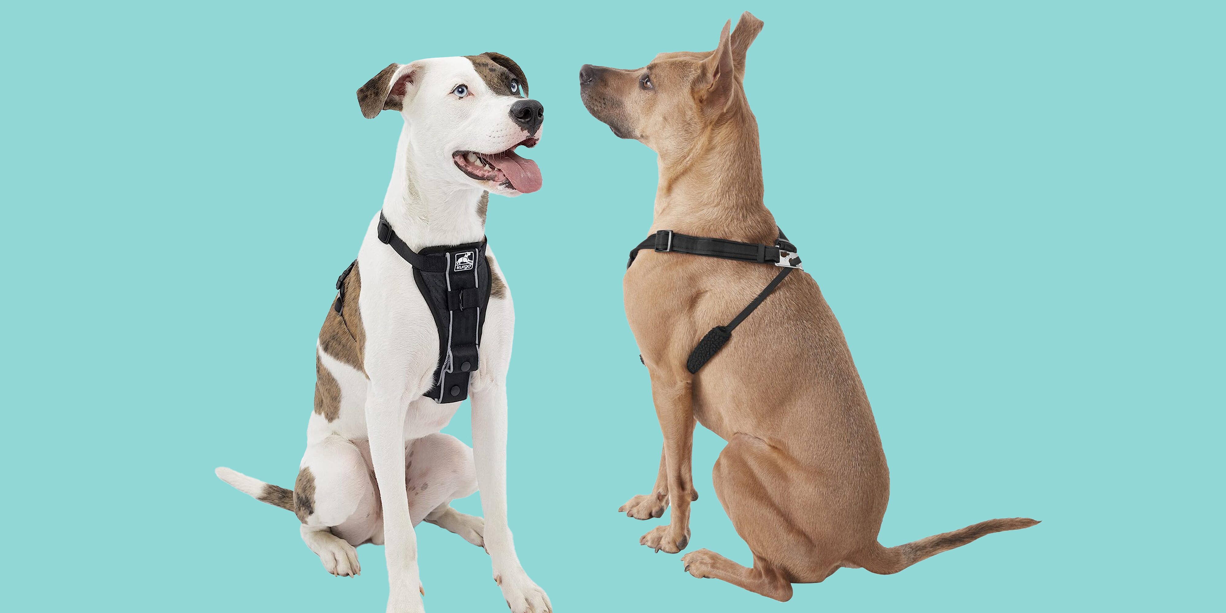5 Best Dog Harnesses of 2023