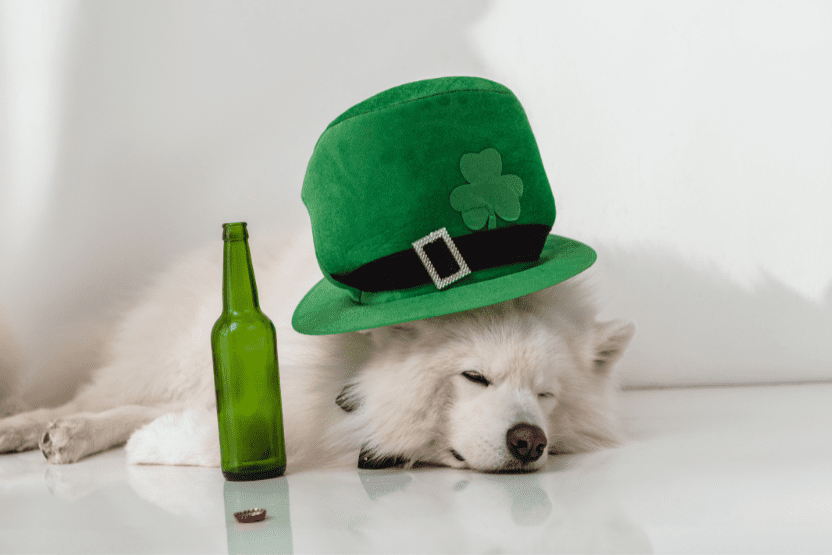 5 Ways To Celebrate Your Dogs on St. Patrick's Day-WildCreaturey