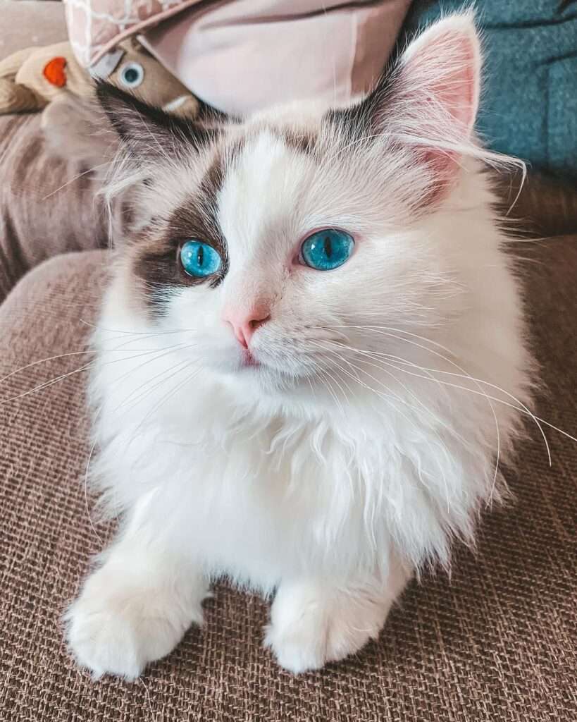Ragdoll Cats Revealed: A Gallery of Cuteness