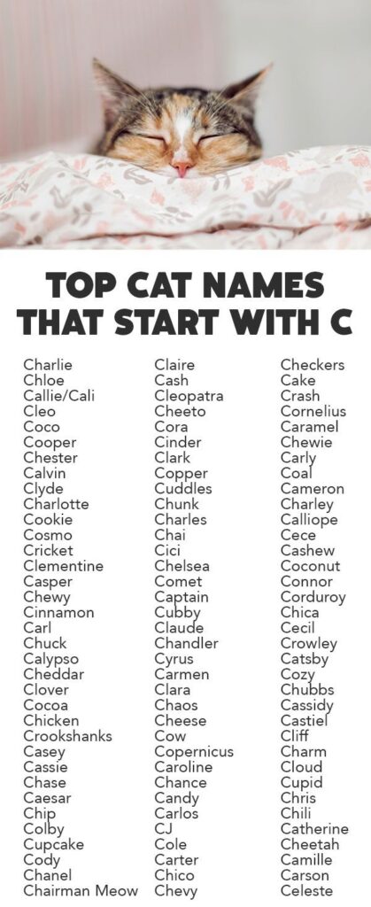 Cat Names That Start with C