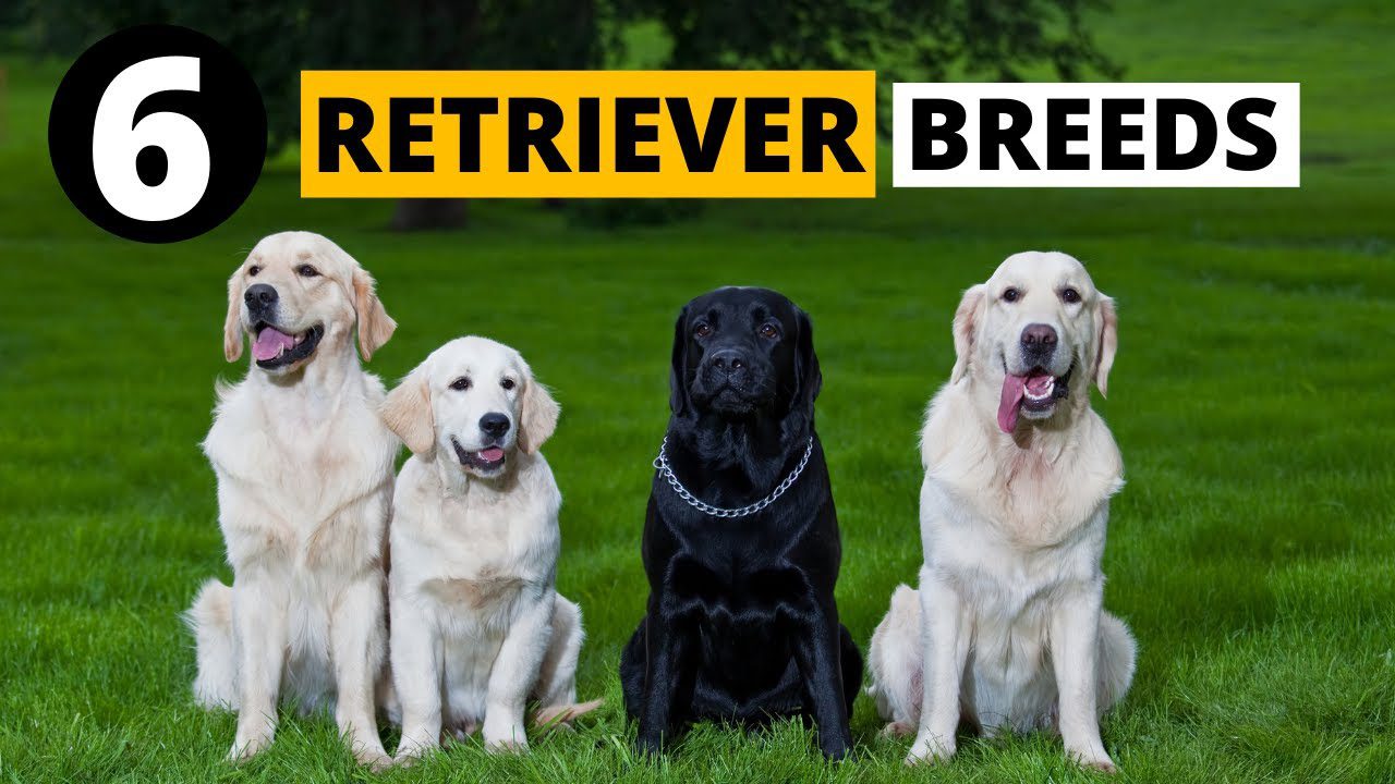 6 Dog Breeds That Are Retrievers-WildCreaturey