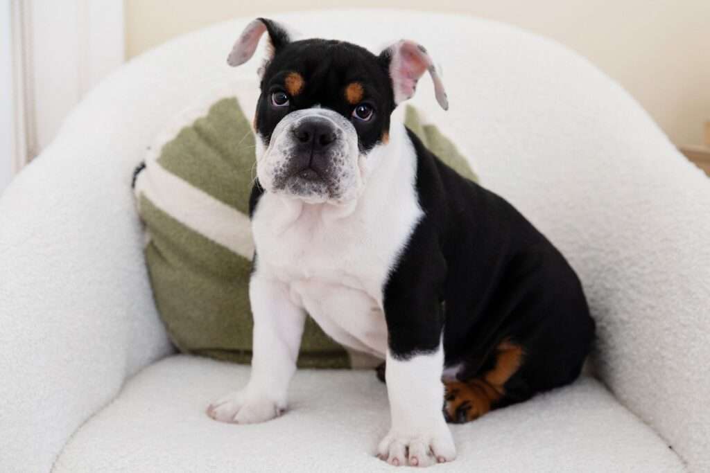 6 Types of Bulldogs for Families-WildCreaturey