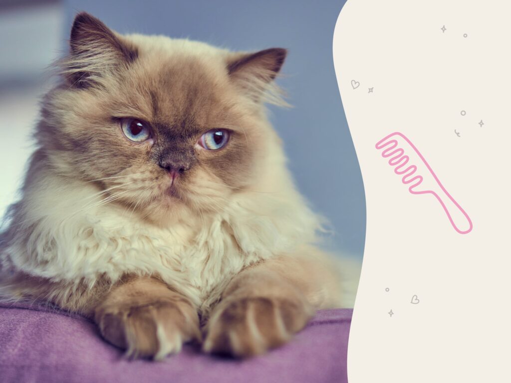 Himalayan Cat Highlights: Breed Profile & Essential Care Tips