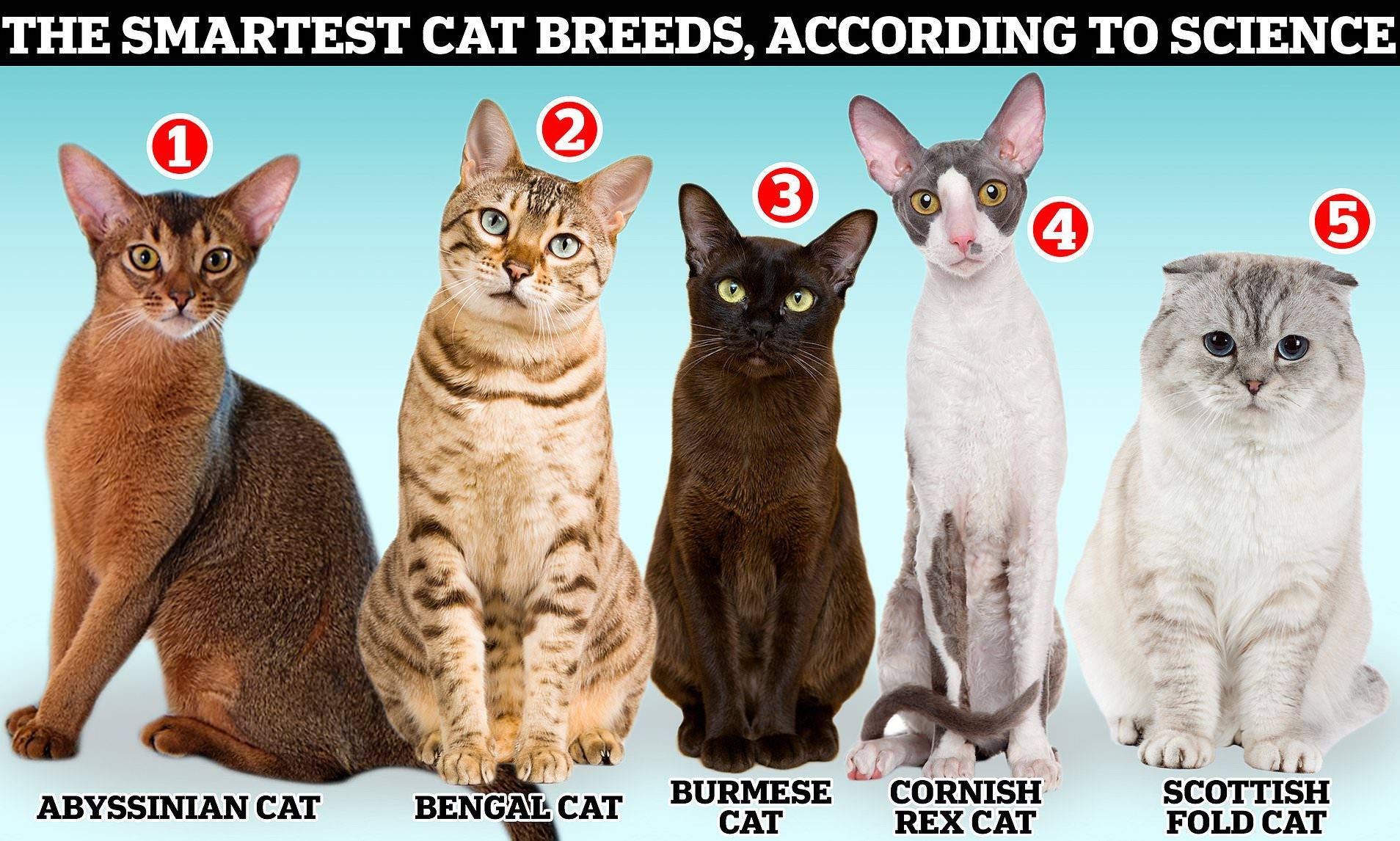 Brainy Felines: Meet the Most Intelligent Cat Breeds