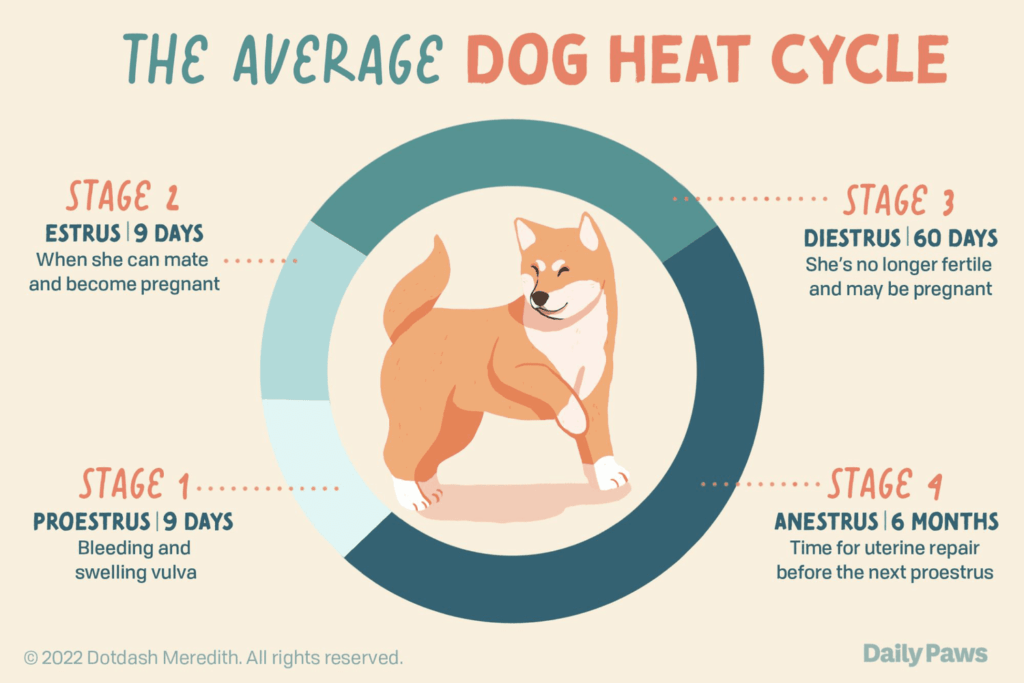 8 Signs Your Dog Is in Heat-WildCreaturey
