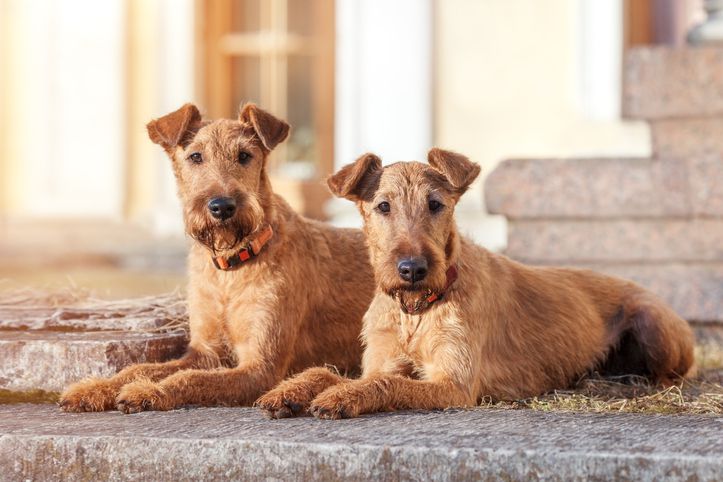9 Irish Dog Breeds from the Emerald Isle-WildCreaturey