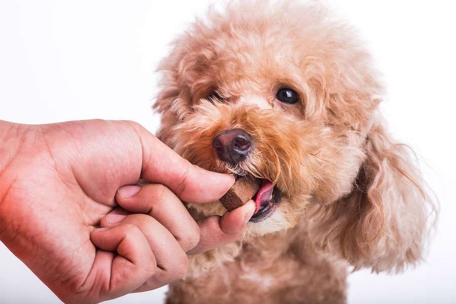 9 Ways Dogs Can Get Worms-WildCreaturey