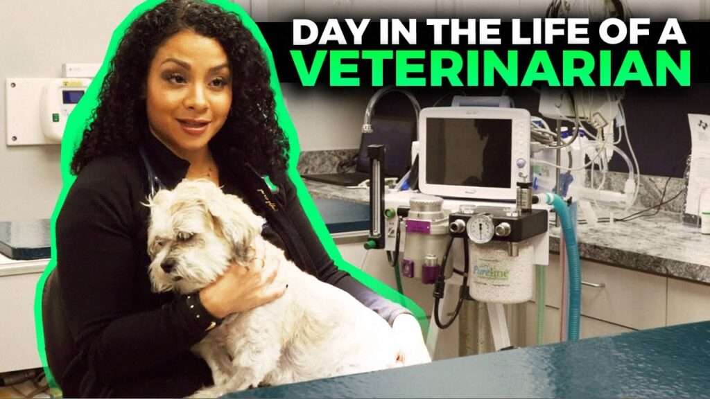 A Typical Day in the Life of a Veterinarian-WildCreaturey