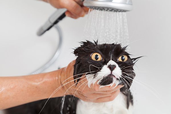 Bathroom Buddies: Why Cats Can not Resist