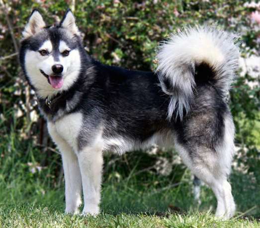 Alaskan Klee Kai: Dog Breed Characteristics & Care-WildCreaturey