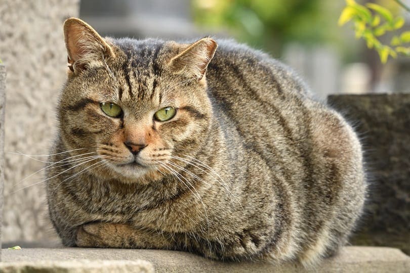 All About the Tabby Cat A Quick Breed Guide