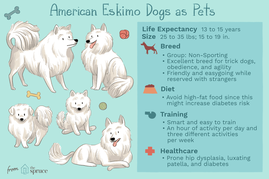 American Eskimo (Eskie): Dog Breed Characteristics & Care-WildCreaturey