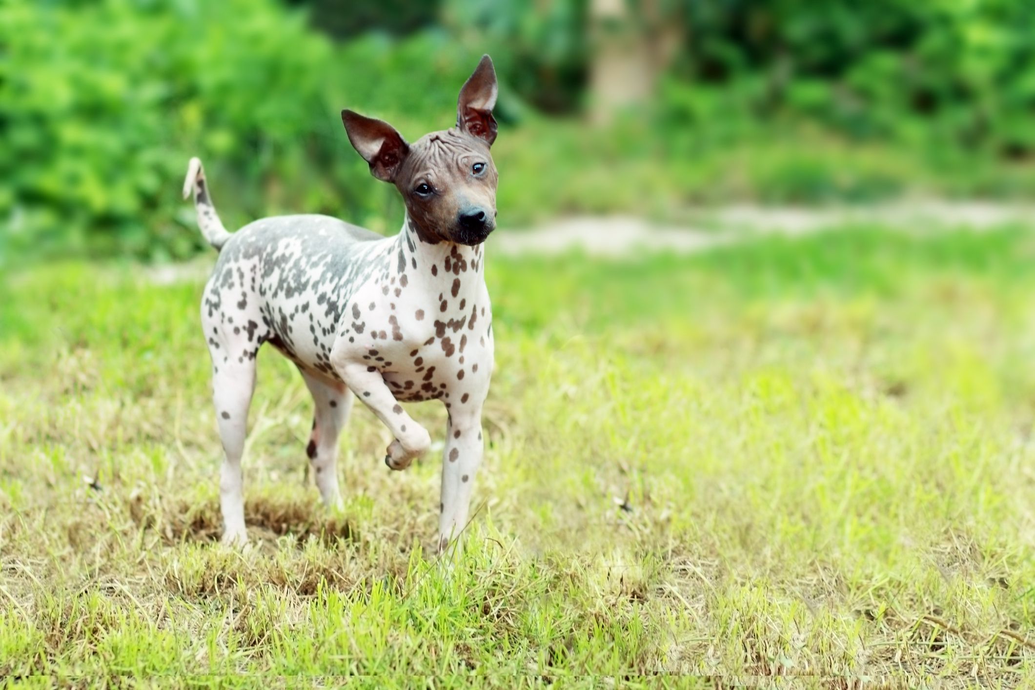 American Hairless Terrier: Dog Breed Characteristics & Care-WildCreaturey