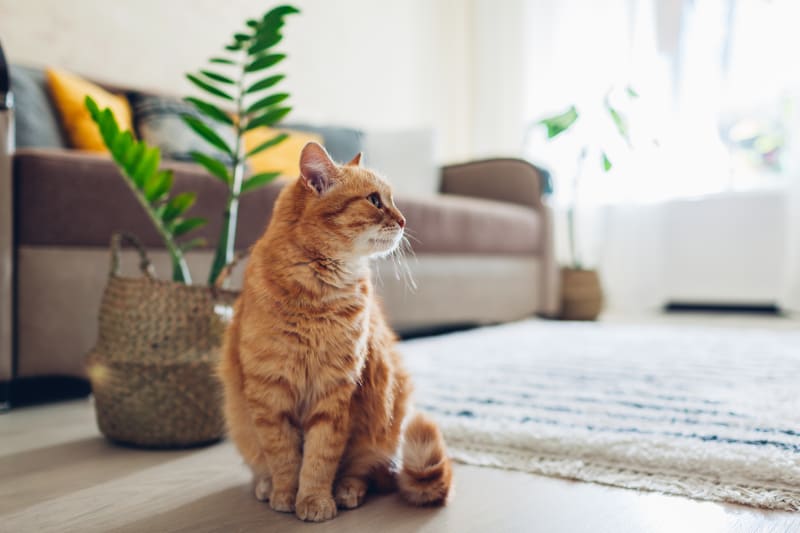 Anemia in Cats: Red Flags to Watch