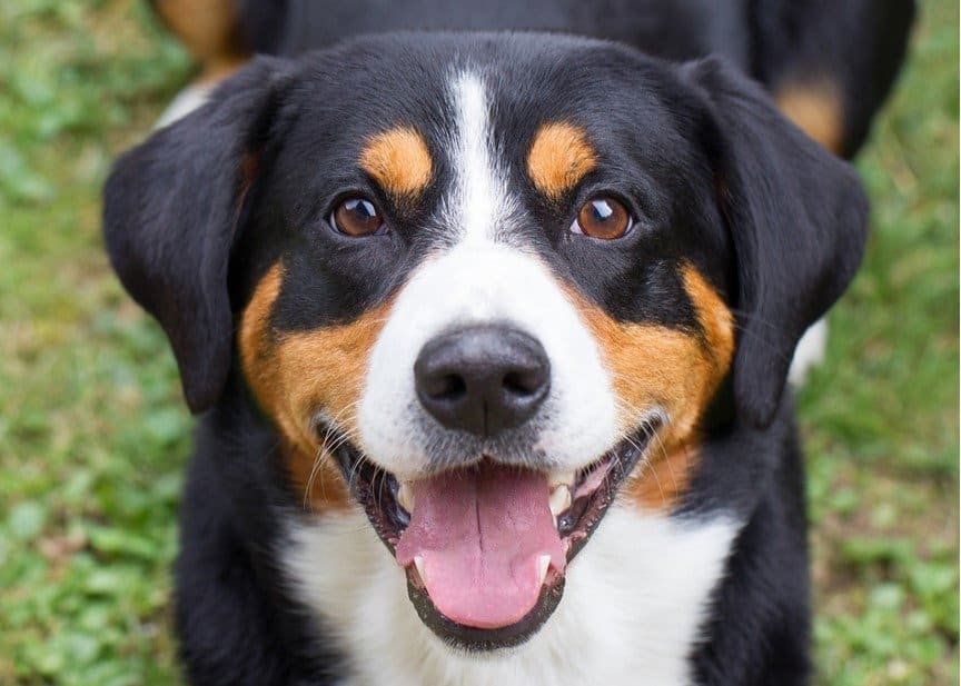 Appenzeller Sennenhund: Dog Breed Characteristics & Care-WildCreaturey