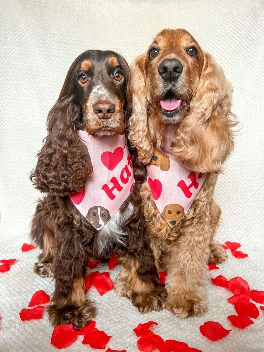 Awesome Ways to Celebrate Your Dog This Valentine's Day-WildCreaturey