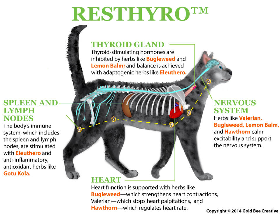 Balancing the Thyroid: Treating Hyperthyroidism in Cats
