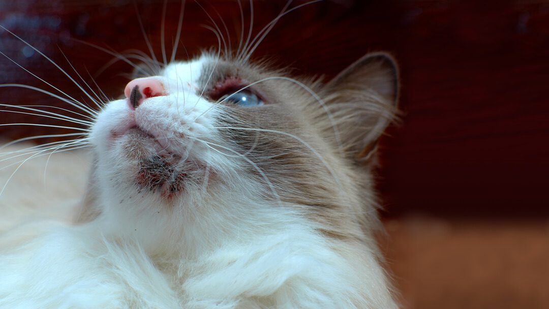 Battling Chin Acne in Cats