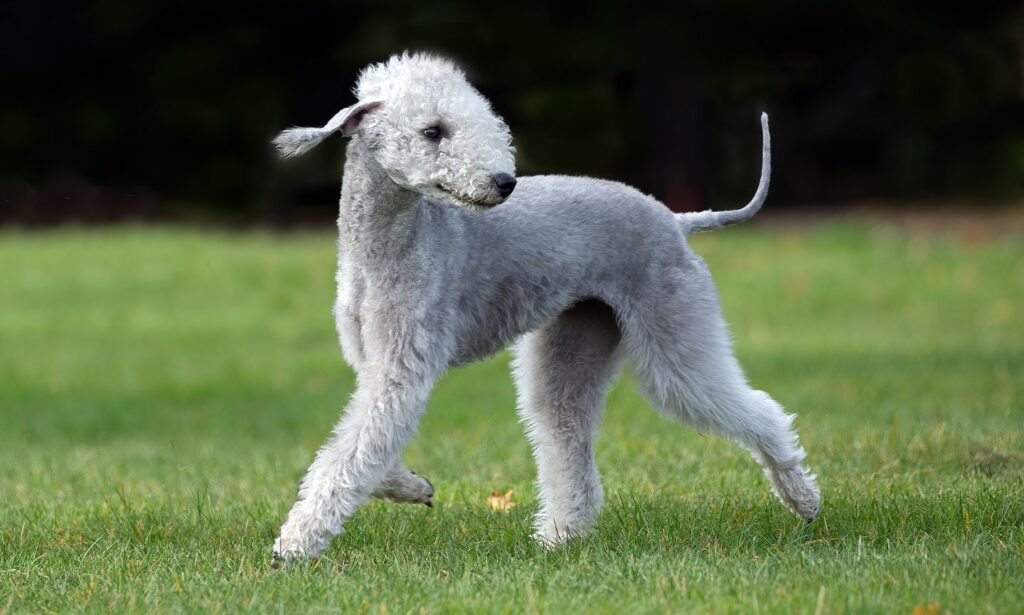 Bedlington Terrier: Dog Breed Characteristics & Care-WildCreaturey