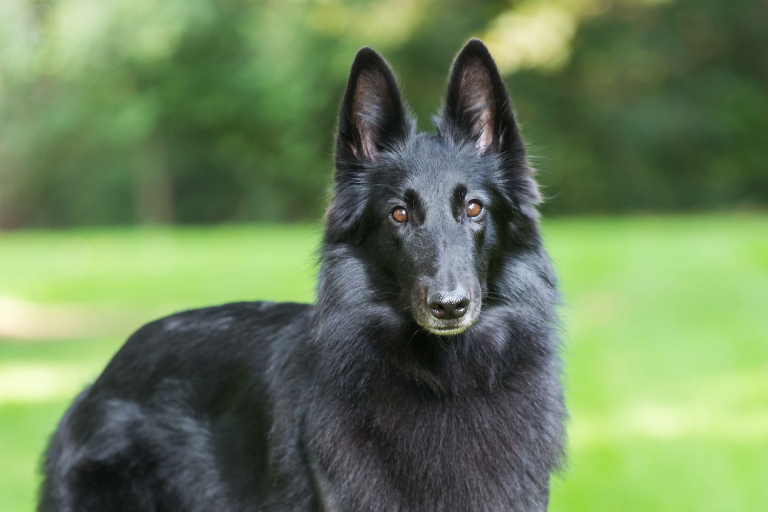 Belgian Sheepdog: Dog Breed Characteristics & Care-WildCreaturey