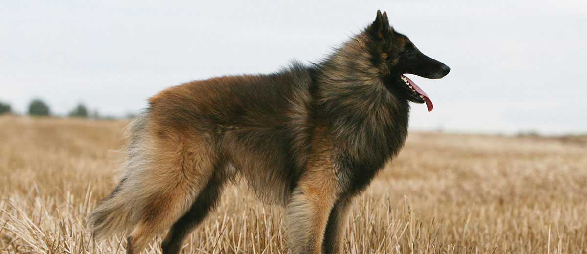 Belgian Tervuren (Terv): Dog Breed Characteristics & Care-WildCreaturey