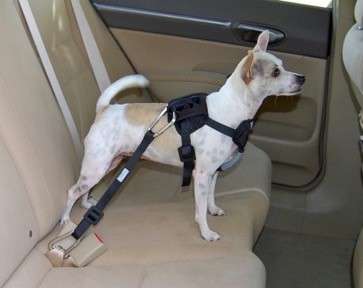 Best Way to Restrain a Dog in Your Car for Safety-WildCreaturey