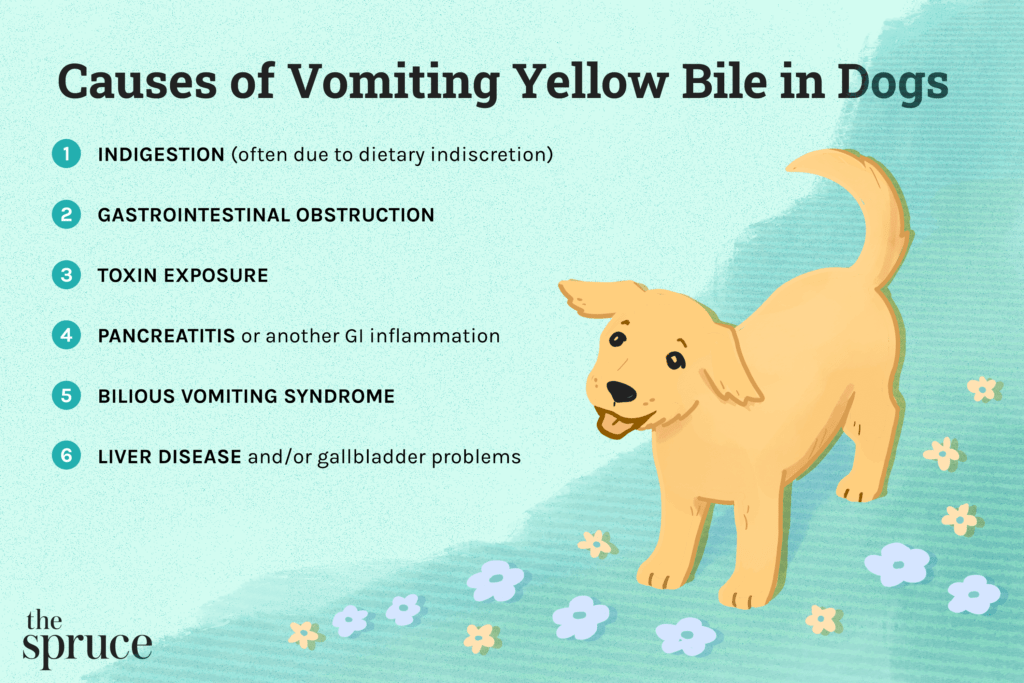 Bilious Vomiting Syndrome in Dogs-WildCreaturey