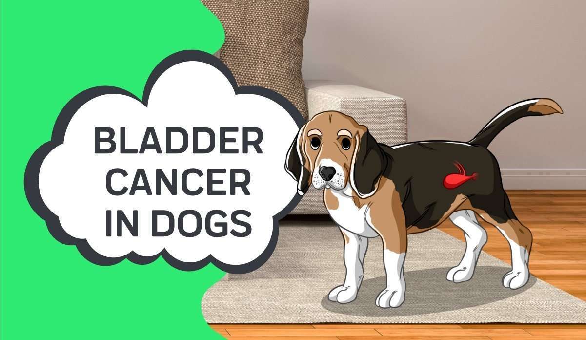 Bladder Cancer in Dogs-WildCreaturey