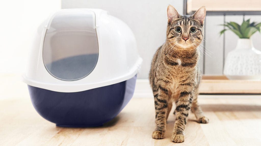 Litter Troubles? Easy Fixes for Common Litter Box Issues