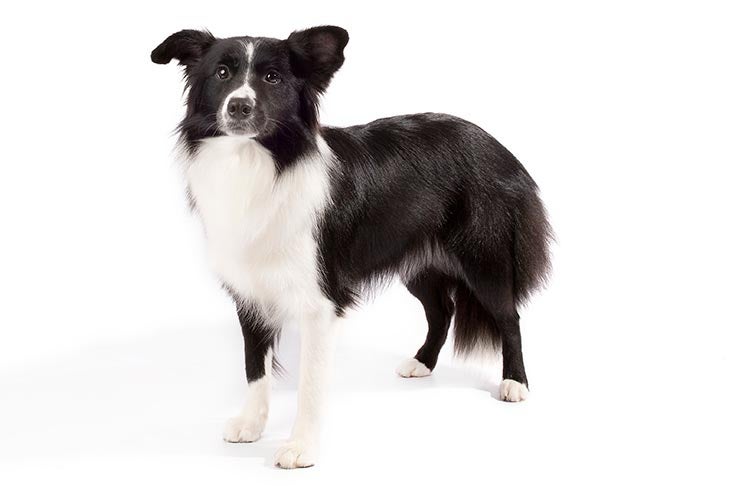 Border Collie: Dog Breed Characteristics & Care-WildCreaturey