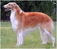 Borzoi: Dog Breed Characteristics & Care-WildCreaturey