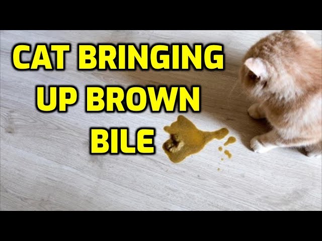 Brown Mystery: Why Cats Vomit Brown Liquid