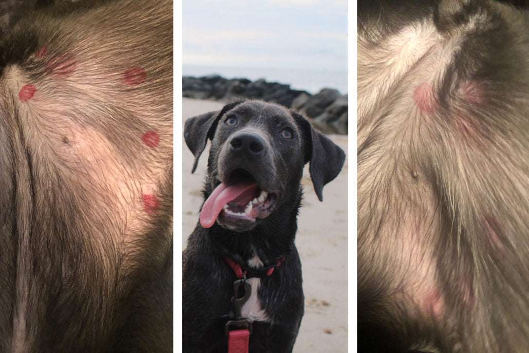 Bug Bites and Stings on Dogs-WildCreaturey